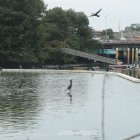 El estero Salado es un ecosistemaa tener en cuenta para próximas intervenciones.