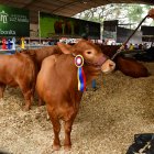 Feria. Uno de los ejemplares premiado en Durán.