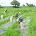 Labor. Un grupo de agricultores en el cultivo de arroz.