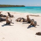 Referencial. Galápagos se encuentra en el segundo destino más destacado para este 2025, según NYT