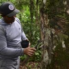 Producción. Valcir Rodrigues, de 51 años, extrae caucho de un árbol de hevea (Hevea brasiliensis).