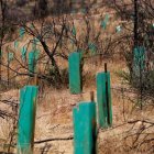 Vista de pequeños árboles protegidos con cartón plástico durante la reforestación de un área afectada por el incendio forestal de febrero pasado en el Jardín Botánico de Viña del Mar, Chile.