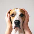 Referencial. Cómo el estrés humano impacta el bienestar de los perros, según la ciencia.