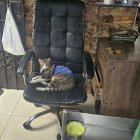 Este es el felino que, acorde al video de ARCSA, era el "guardián y controlador de plagas" del local ahora clausurado.