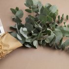 El eucalipto posee un aroma agradable