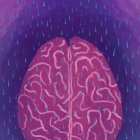 Imagen cedida. La vasomoción lenta mediada por la noradrenalina impulsa el aclaramiento glinfático durante el sueño.