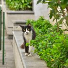 En los panteones existen colonias de gatos.