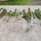 Vivero de marihuana fue hallado por la Policía en el valle de los Chillos