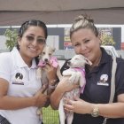 Existen proyectos en marcha de esterilización  y educación para ciudadanos.