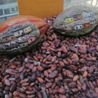 Producción. En Ecuador se realizan ferias donde se promueve la venta del cacao a nivel internacional.