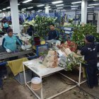 Aumenta la exportación de flores desde Quito para San Valentín: récord en 2025