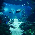 Estas dos especies alcanzaron un punto sin retorno en su adaptación evolutiva.