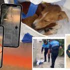 Hecho. El perro fue abandonado en una funda.