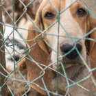 Imagen referencial de maltrato animal.