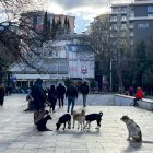 Miles de canes campan a su anchas en las calles y parques de la ciudad sin provocar el menor signo de inquietud entre los viandantes.