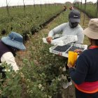 Imagen referencial para graficar este artículo relacionado con el agro.