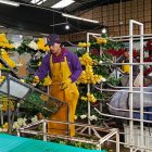 Para enfrentar la temporada de Valentín las florícolas generan fuentes de trabajo.