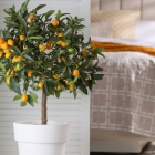 Referencial. Árboles frutales en interiores.