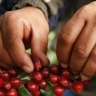 El precio del café se ha incrementado por la amenazas de aranceles de Trump.