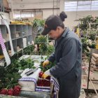 La cosecha de flores se extenderá hasta el próximo 6 de febrero.