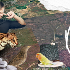 El principal impacto del Aeropuerto, es en materia ambiental.