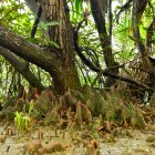 El Heritiera fomes se adaptó a la isla Santay.