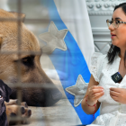 Ilustración referencial. La vicealcaldesa de Guayaquil se refirió a los servicios para el cuidado de animales.