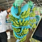 Las exportaciones de banano, hasta noviembre de 2024, sumaron $ 3.474 millones.