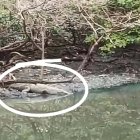 Vecinos de la urbanización captaron al reptil.