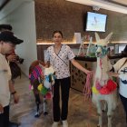 Recorrido. Las llamas acompañan a las personas en las caminatas.