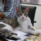 Mascota. En Ecuador seis de cada diez hogares tienen al menos una mascota.