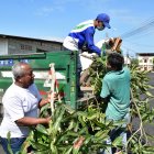 Además de restos plasticos y comida, también se encontró restos de arboles o palmeras en las aceras.