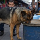 Perros olfatearon la droga en contenedores.