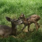 ONG. Zoológico Ecuador protege la fauna andina y brinda un espacio seguro para animales lastimados.