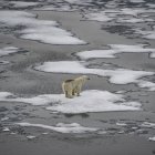 Se ve un oso polar sobre témpanos de hielo en el Canal de la Mancha en el archipiélago de Franz Josef Land el 16 de agosto de 2021.