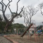 Los árboles muertos son una amenaza para los transeúntes.