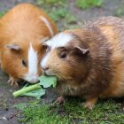 UDLA. Investigación de UDLA advierte del riesgo de comer carne de cuy.