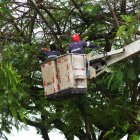 Algunos árboles de parques recibieron mantenimientos