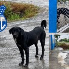 Toro la mascota no oficial de Emelec. Una mascota que no tiene miedo a la lluvia.