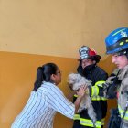 El gato fue puesto en buen recaudo.