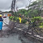 En la avenida Rodríguez Bonín y la avenida Del Bombero se reportó una caída de árbol