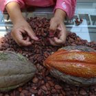El precio del cacao ecuatoriano se calcula tomando como base el valor de la tonelada con entrega futura en diciembre en la bolsa de Nueva York.