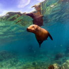Lobo marino de las Islas Galápagos.