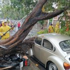 Percance. Un árbol se cayó en sector de Portoviejo, Manabí.