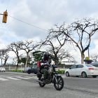 En la ciudadela de la F.A.E, se divisan en fila los árboles muertos.