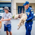 En este caso acudieron agentes de Segura EP.