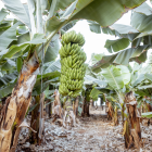 Algunas empresas ecuatorianas podrían verse afectadas por el proteccionismo de Estados Unidos.