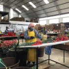 Desde hace tres meses se levantaron las restricciones a la exportación de claveles ecuatorianos.