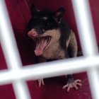 El animal fue rescatado por parte de las autoridades