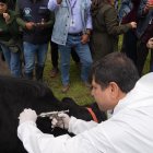 Un veterinario aplica la vacuna contra la aftosa.
